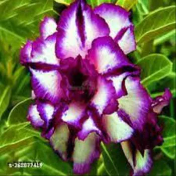 adenium plant (21)-5845701-14022.webp